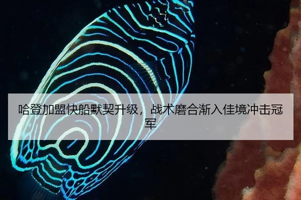 哈登加盟快船默契升级，战术磨合渐入佳境冲击冠军
